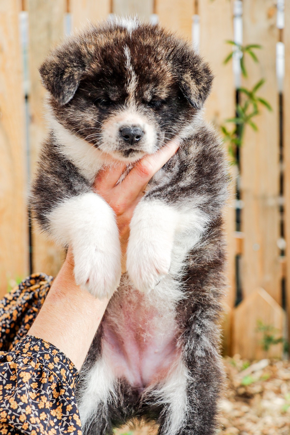 AKI NO SORU The Guardian Of Silver Souls