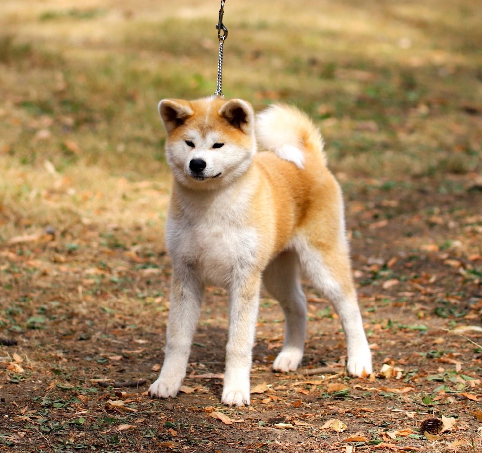 Bogetsu No Shizunami Sayu Shingeki No Inu