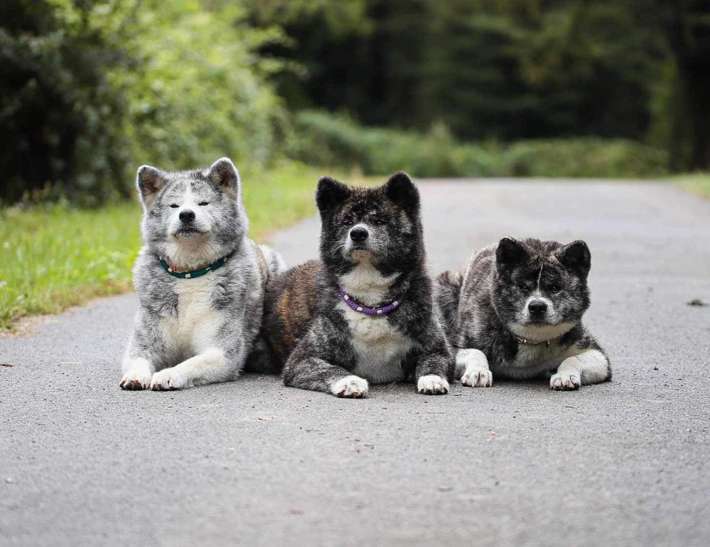 Nos Chiens