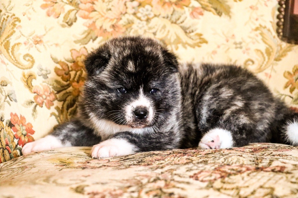 The Guardian Of Silver Souls - Chiots disponibles - Akita
