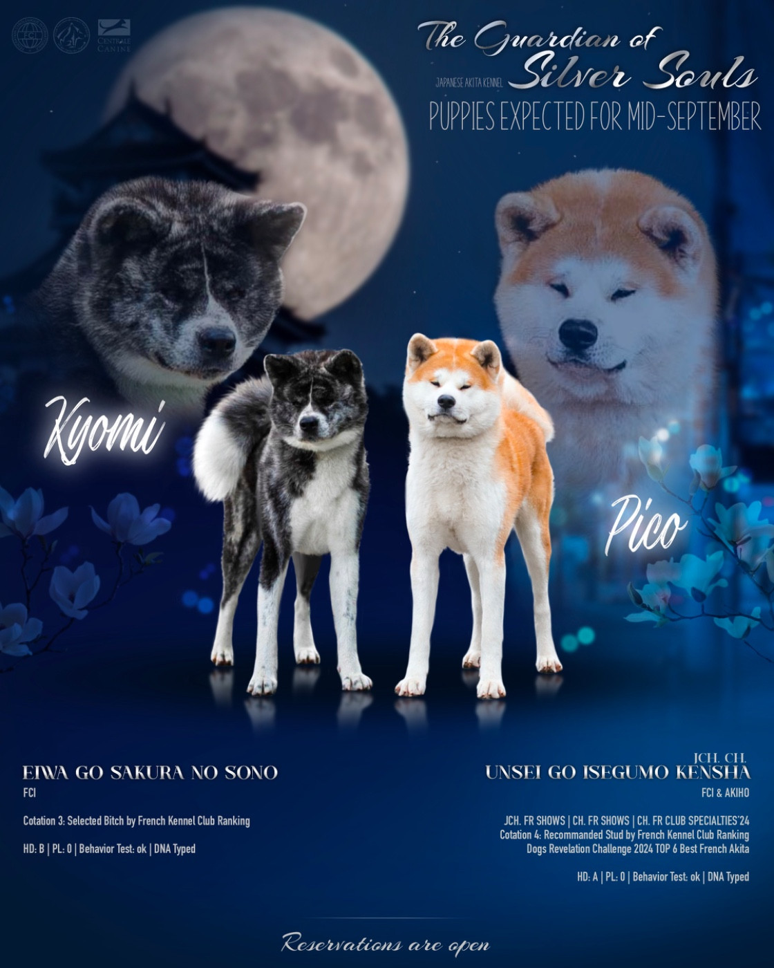 Chiot Akita The Guardian Of Silver Souls