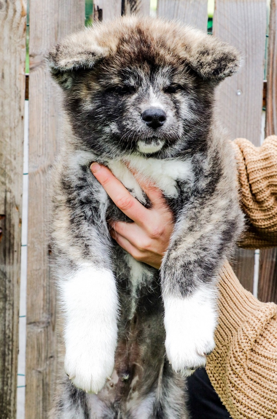 The Guardian Of Silver Souls - Chiots disponibles - Akita