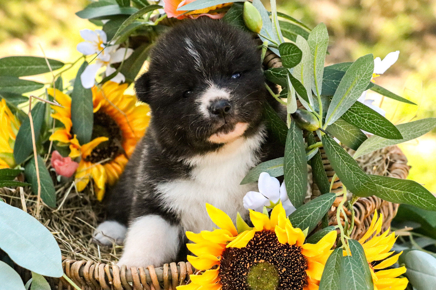The Guardian Of Silver Souls - Chiots disponibles - Akita