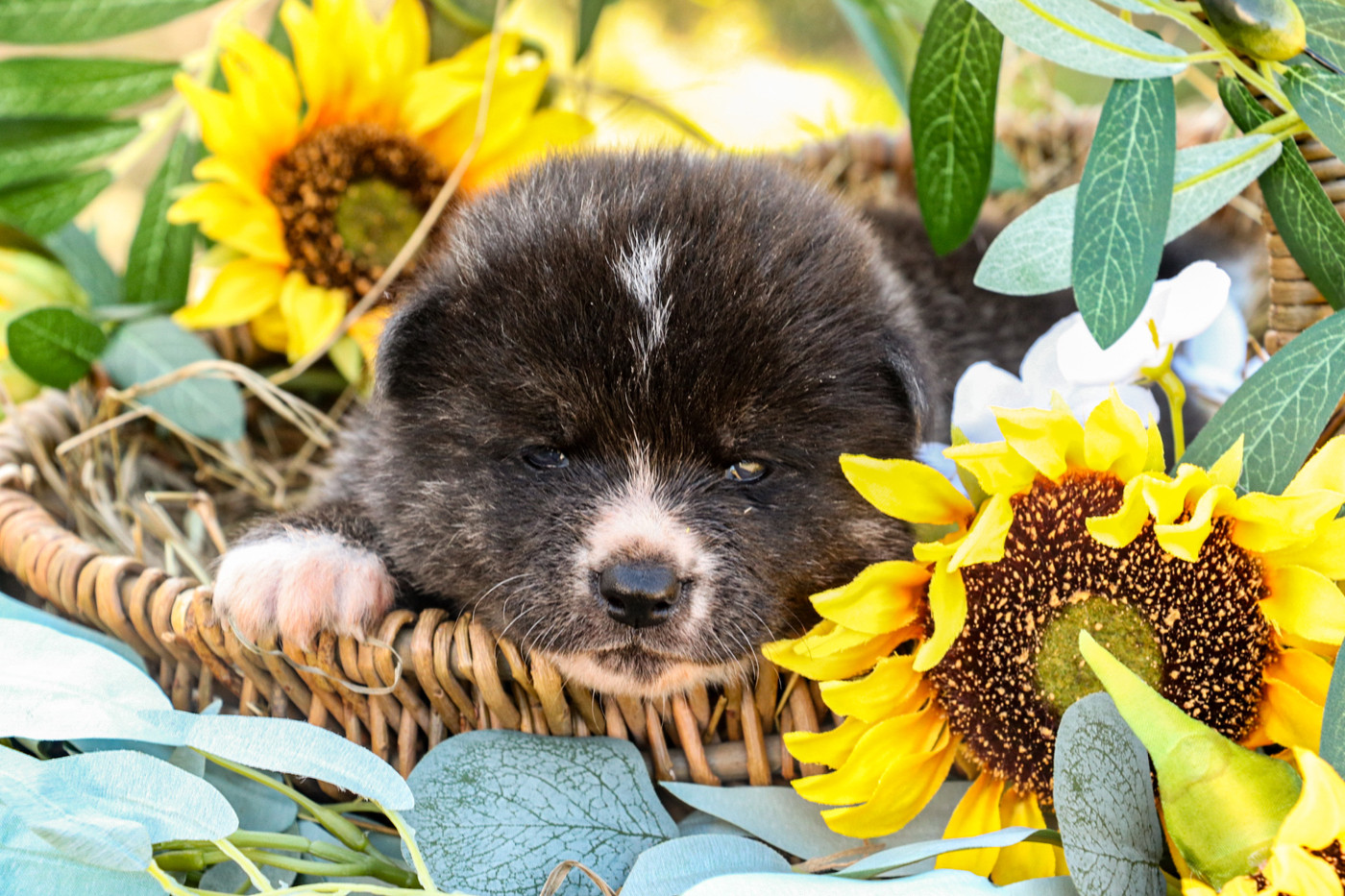 The Guardian Of Silver Souls - Chiots disponibles - Akita