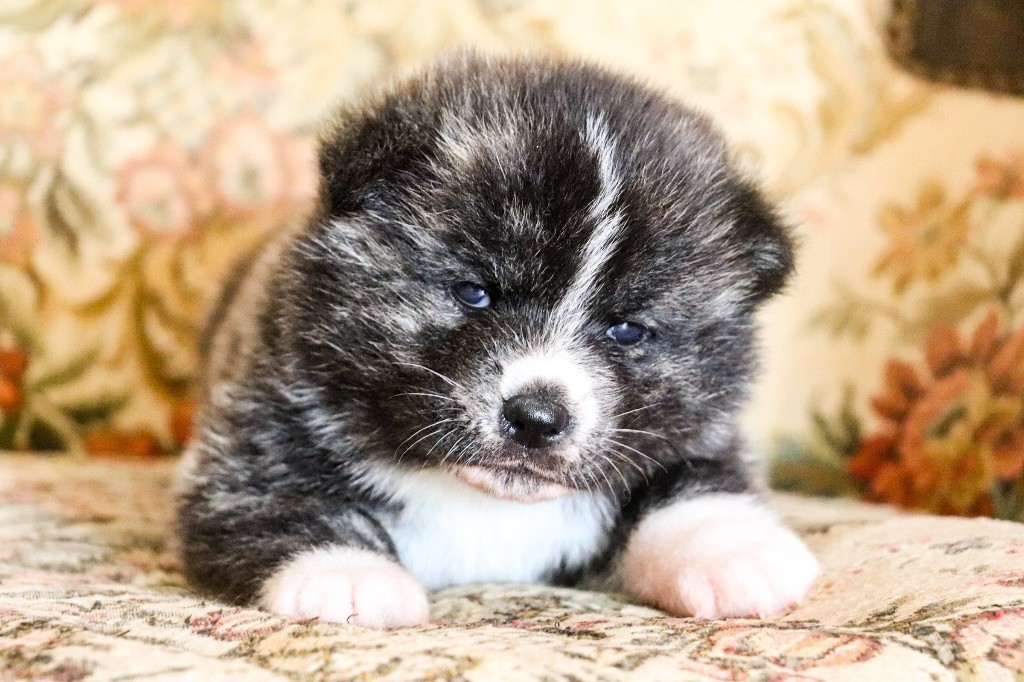 The Guardian Of Silver Souls - Chiots disponibles - Akita