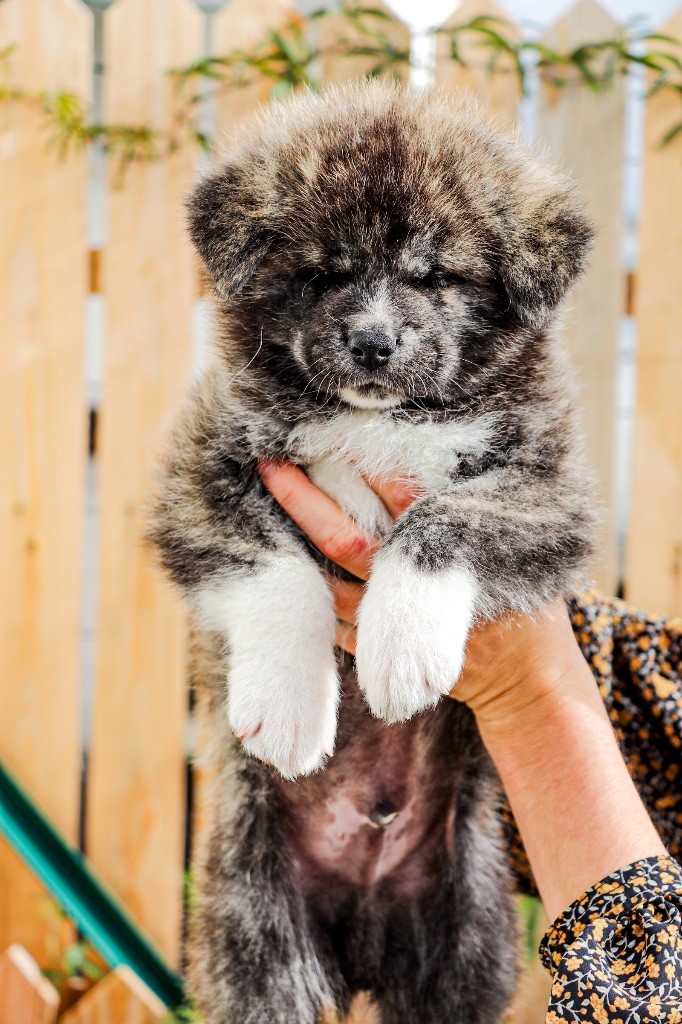 The Guardian Of Silver Souls - Chiots disponibles - Akita