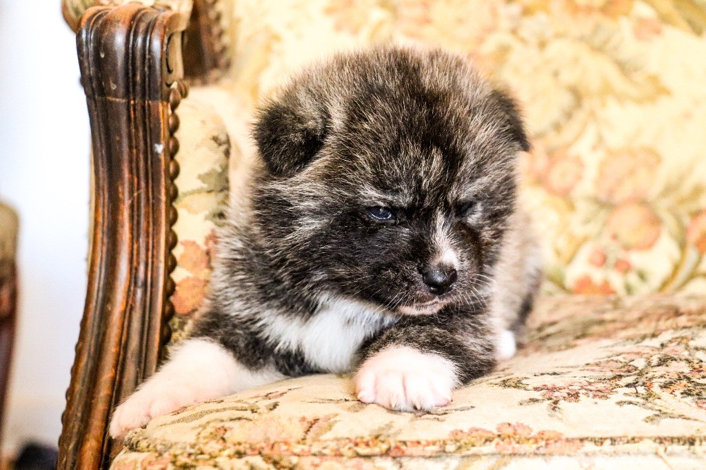 The Guardian Of Silver Souls - Chiots disponibles - Akita
