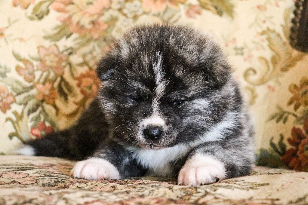 The Guardian Of Silver Souls - Chiots disponibles - Akita