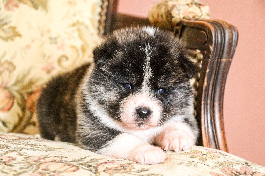 The Guardian Of Silver Souls - Chiots disponibles - Akita