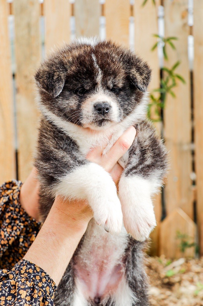 The Guardian Of Silver Souls - Chiots disponibles - Akita