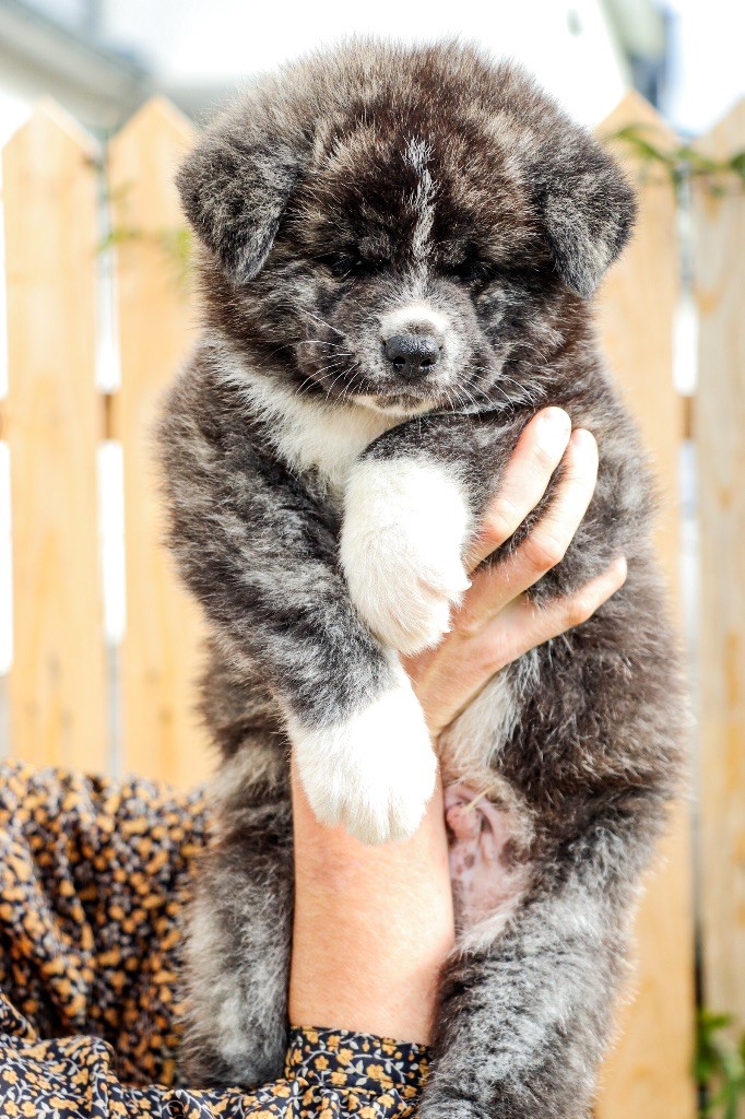 The Guardian Of Silver Souls - Chiots disponibles - Akita