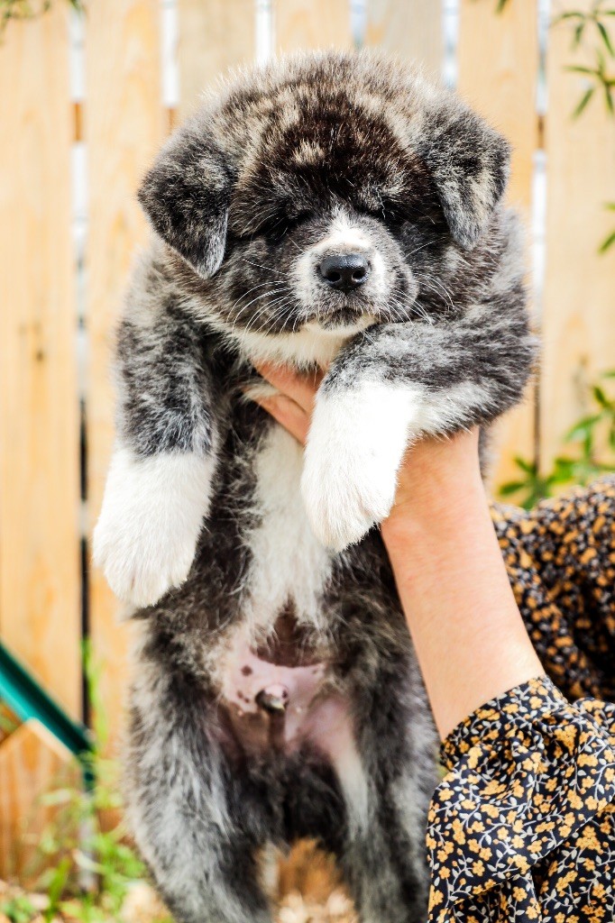 The Guardian Of Silver Souls - Chiots disponibles - Akita